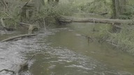 Długie godziny w lesie &mdash; woda, ptaki i spok&oacute;j (relaks)