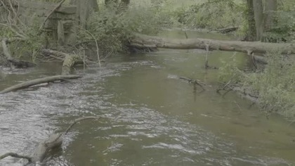 Long Forest Hours  Water, Birds & Calm Woods