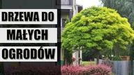 Najładniesze drzewa do małych ogrodów