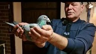 Z wizytą w hodowli u hodowcy Artur Porwisiak - PZHGP 0370 Żary - Udany Sezon 2022!