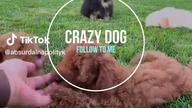 Crazy Dogs #crazystory #doglover #dogsoftiktok #dog #doglife