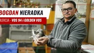 Bogdana Nieradki - gołębie Lini Vos 94, Golden Vos - film gołębie 2022