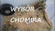 Czym kierować się przy wyborze chomika