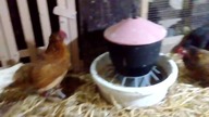 Garden kuRaż * kury ozdobne * KURNIK * 2018 04 06 * leghorny, ayam cemani, araucany, cwergi,