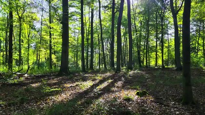 A summer symphony...  written by the forest.  Sound on and feel this peace