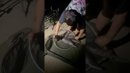 Nocny jesiotr Kornela #wędkarstwo #ryby #fishing #ryba #jesiotr