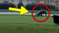 PO OSIEDLU SPACEROWAŁ ALIGATOR, jego rozmiar był SZ0KUJĄCY...