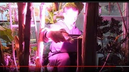 Odc 417. Koniec doświetlania roślin.  Led Grow.  Podsumowanie.