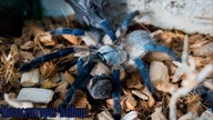 Nowe terrarium dla uciekinierki! Monocentropus balfouri na swoim