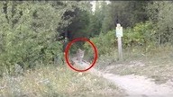 PRZERAŻAJĄCE filmy nagrane w LESIE!