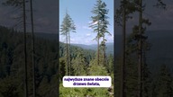 Hyperion - najwyższe drzewo na Ziemi!