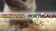 Losujący Jeż Jurek typuje zwycięzcę meczu Hiszpania - Portugalia