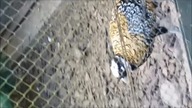 Ptaki z Warszawskiego zoo :-)