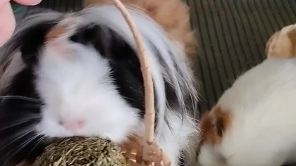 Świnki morskie testują wielkanocne pisanki #swietawielkanocne #świnkamorska