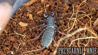 Wygraj TAJSKIEGO ZWIERZAKA!  Konkurs  :)
