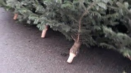 Po co wycinać choinki na święta? Większość mogła by być wykopana i wsadzona do wiadra.