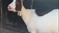 Toyota Supra Turbo(goat version)