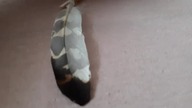 What kind of Eagle does the feather belong to? (Do jakiego gatunku orła należy to piórko?)