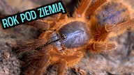 Ukryte perełki  Co słychać u? #32 / Ornithoctoninae sp Hon-Sej