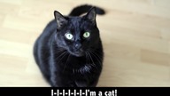 What Does the Cat Say?