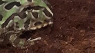 Pacman feeding  #frog #frogfeeding
