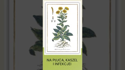 Płuca, kaszel, infekcje.  Oman to rozwiązanie #zioła #regeneracja