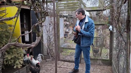 Kanarki, głównie kanarki # kanarki # kury