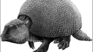Chodzący bunkier Glyptodon