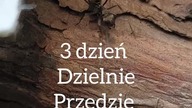 3 dzień budowy gniazda przez Polyrhachis dives #wildlife #nature #animals #ants #hodowla #terrarium