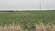 Kiedy w maju deszcz i grom nie potrzebny agronom