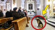PIES przychodził CODZIENNIE do KOŚCIOŁA, powód WZRUSZY CIĘ do łez...