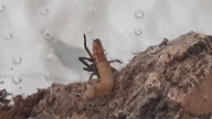 A short clip of Kukulcania hibernalis munching on mealworm 