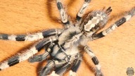 Nowe terrarium dla wielkiej samicy Poecilotheria miranda!