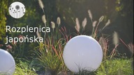 Rozplenica japońska. Jak sadzić i dbać o pi&oacute;rk&oacute;wkę? Trawy ozdobne do ogrodu