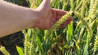 Pszenica ozima Banatus, plantacja nasienna.  Stan na 29. 06. 2023