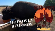 Hodowla bizonów ( Piknik country w Forest Village Ranch) VLOG