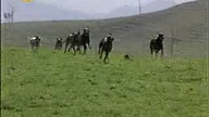 Łowca krokodyli 2002 lektor pl