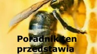 Kostka