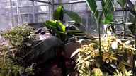 #243- Bananowce musa acuminata.  PAN Powsin
