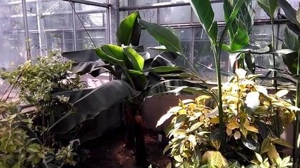 #243- Bananowce musa acuminata.  PAN Powsin