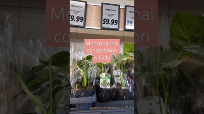 MONSTERA THAI CONSTELLATION W LIDLU #monstera #lidl #monsterathaiconstellation