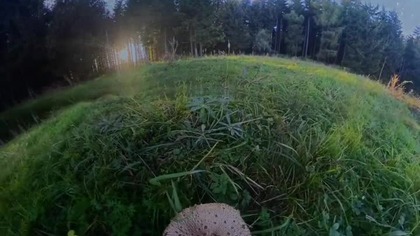  Kania #short #grzyby #grzybobranie #shorts #shortvideo