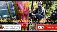 Odc. 440-Amorphophallus konjac-musa ornata w pełnym rozkwicie. Sadzenie dużych dziwideł do gruntu.