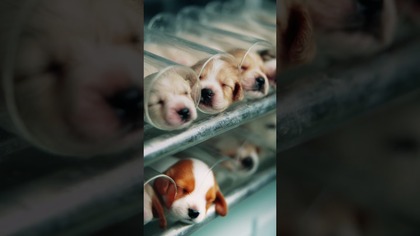 W Chinach klonują zwierzęta domowe