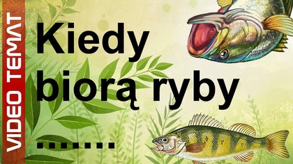 Kiedy najlepiej biorą ryby