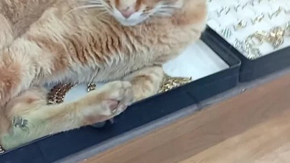 Kot wynosił złoto ze sklepu jubilerskiego ...  #kot #złoto #jubiler #sklepjubilerski #gold #cat