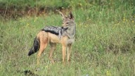 black backed jackal tribute