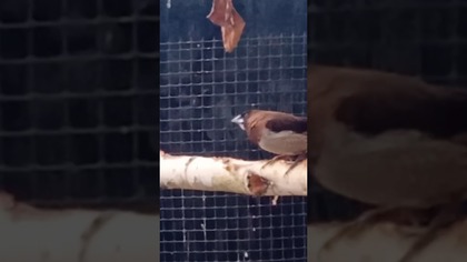 Mewki japońskie - karmienie podlotków #fus #egzotyka #pigeon #birds #golebie #mewkijapońskie