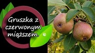 Gruszka z czerwonym miąższem Cocomerina.