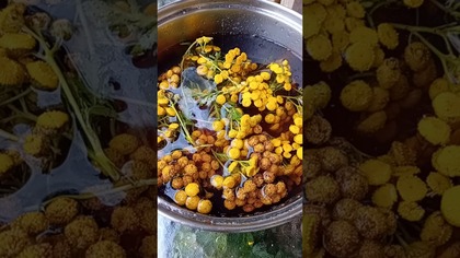 Wrotycz w hodowli  #pigeon #fus #ziolagolebiepl